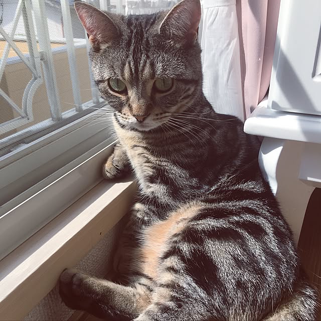 tomommyさんの実例写真