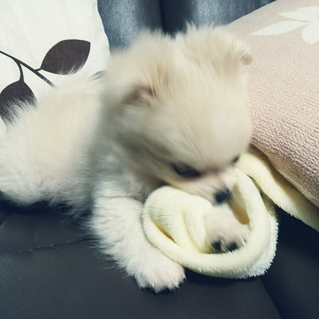 maruさんの実例写真