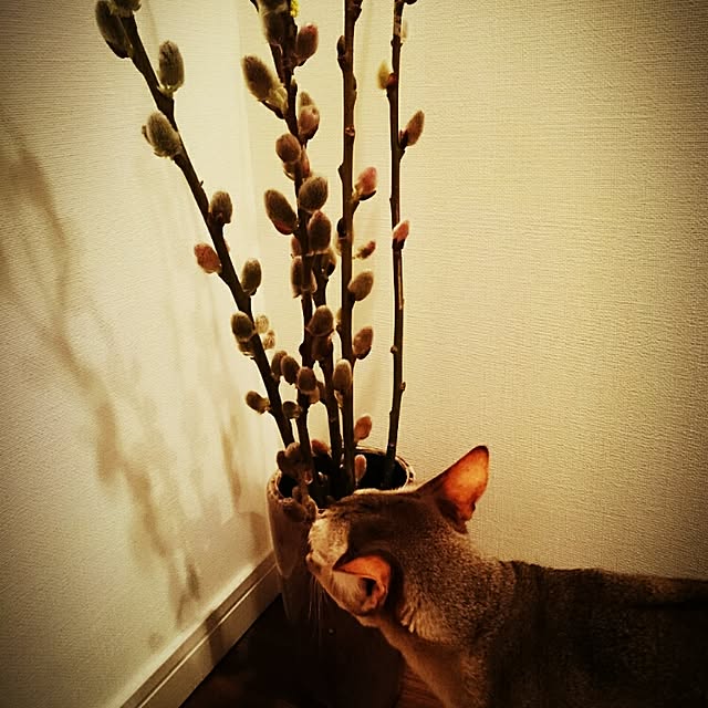 Jcさんの実例写真