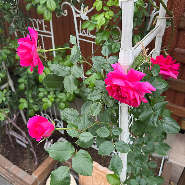 RoseLife5818さんの部屋