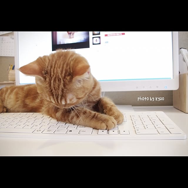 実例写真