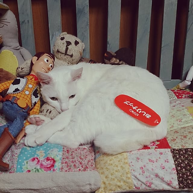 amifuuさんの実例写真