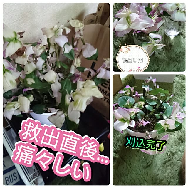 kotorinさんの実例写真