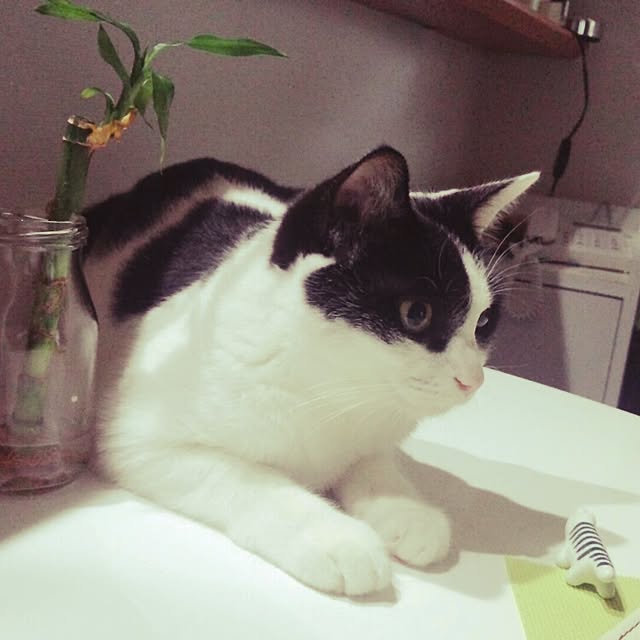 botanさんの実例写真