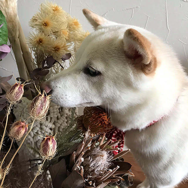 Nicoleさんの実例写真