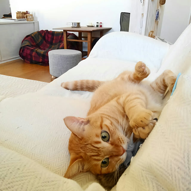 mayutan.さんの実例写真