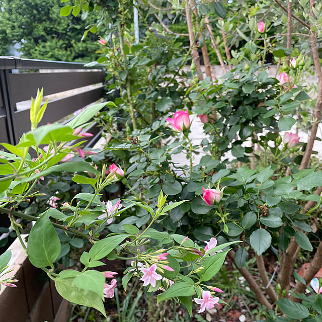 ronronさんの部屋