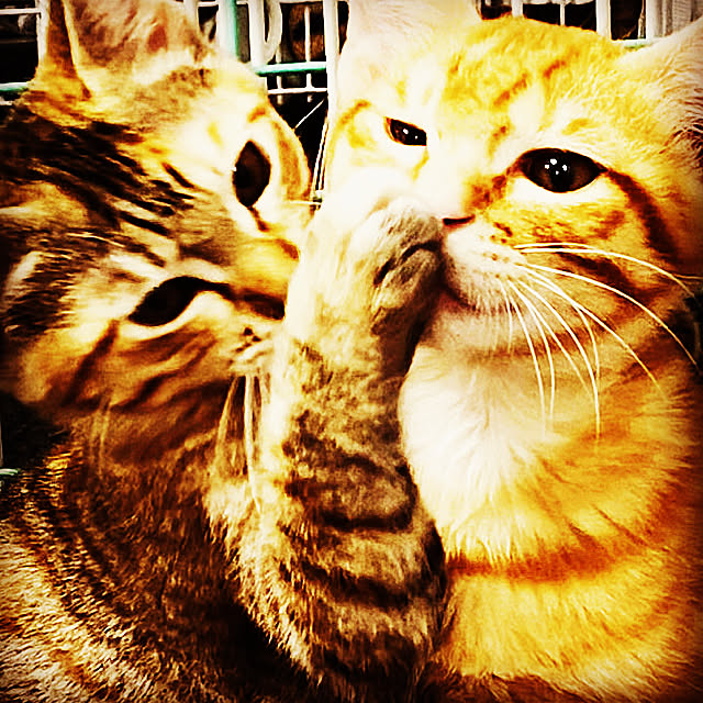 実例写真
