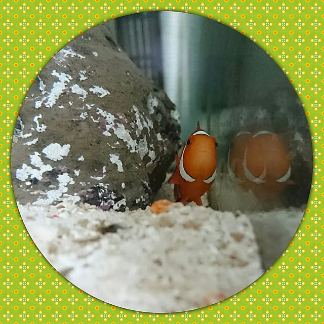 popotarojunさんの実例写真