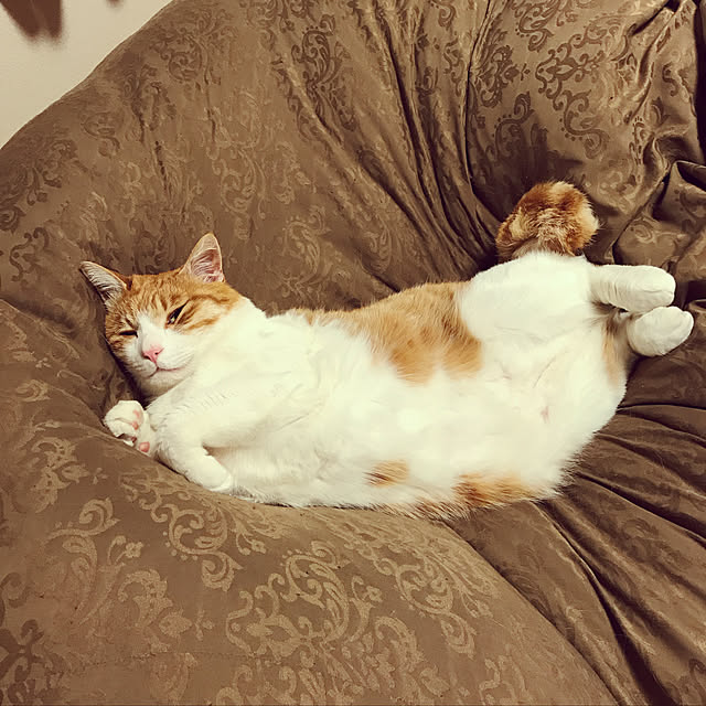 NyaNyamiさんの実例写真