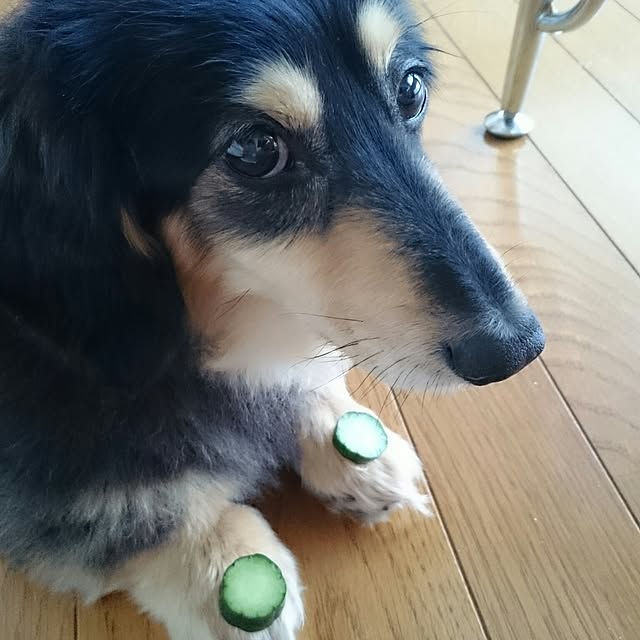 hiyo.pietさんの実例写真