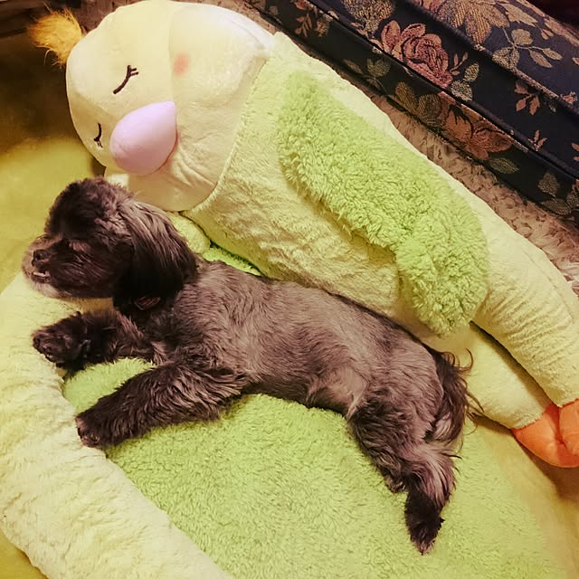 asaさんの実例写真