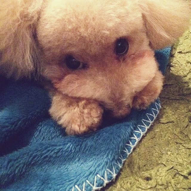 kznrさんの実例写真