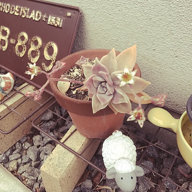yocaさんの実例写真