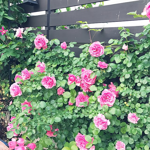 ranaさんの実例写真