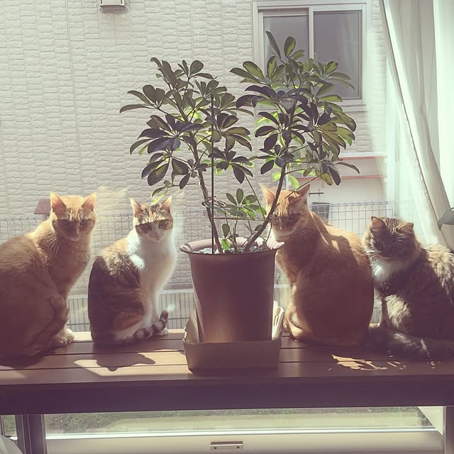Minamiさんの実例写真