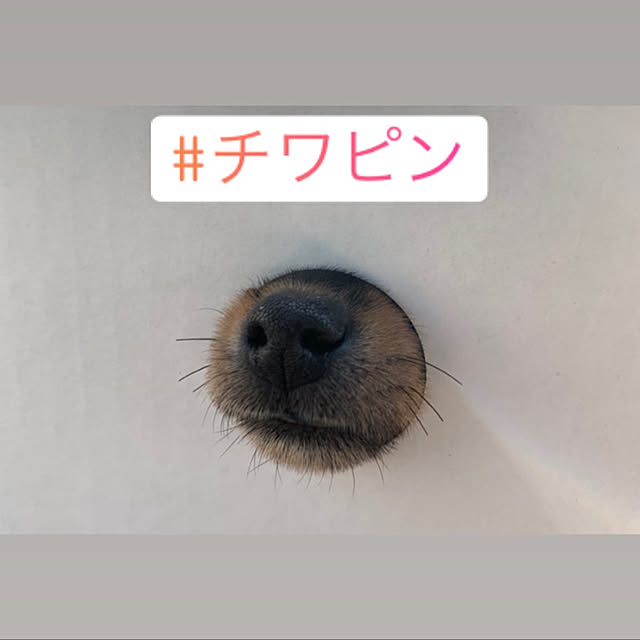 リビング/お久しぶりです！/柴犬のインテリア実例 - 2019-01-27 23:48:56
