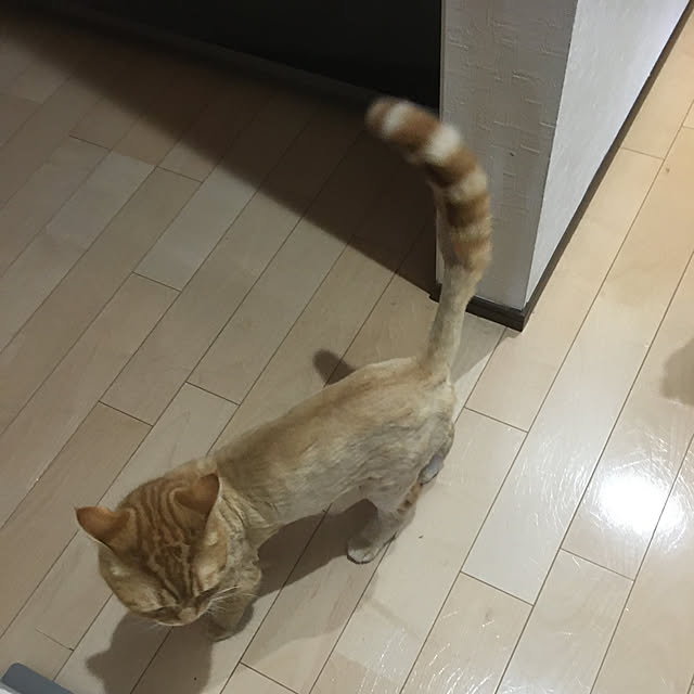 nekoさんの実例写真