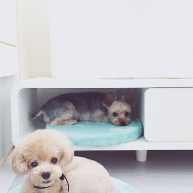 pocoさんの実例写真