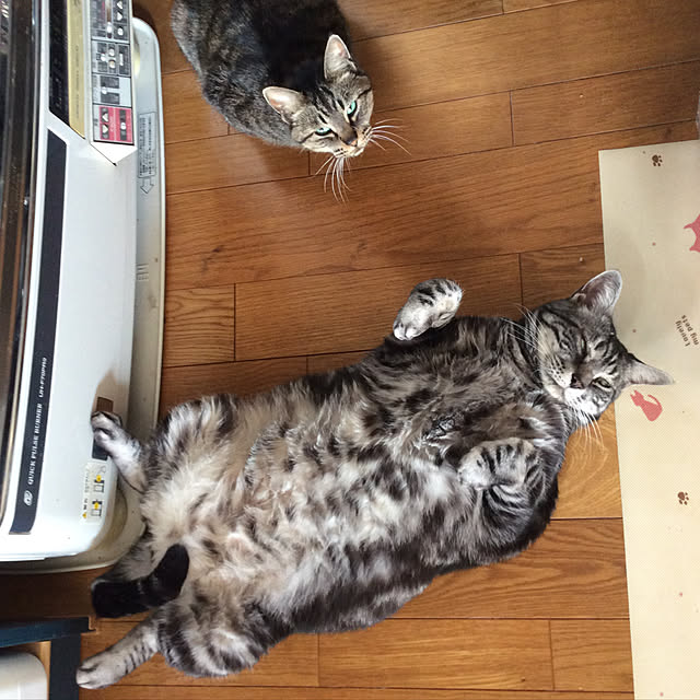 momokiriさんの実例写真