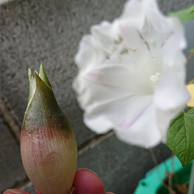 denkoさんの実例写真