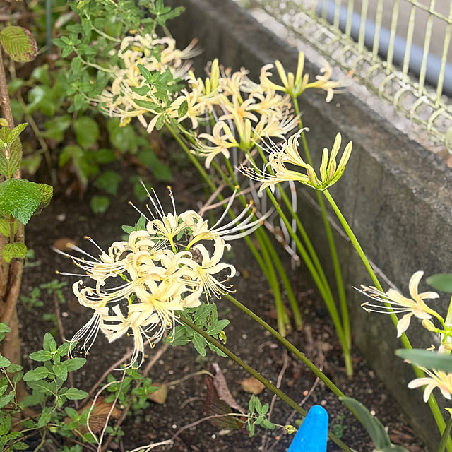 chIoeさんの実例写真