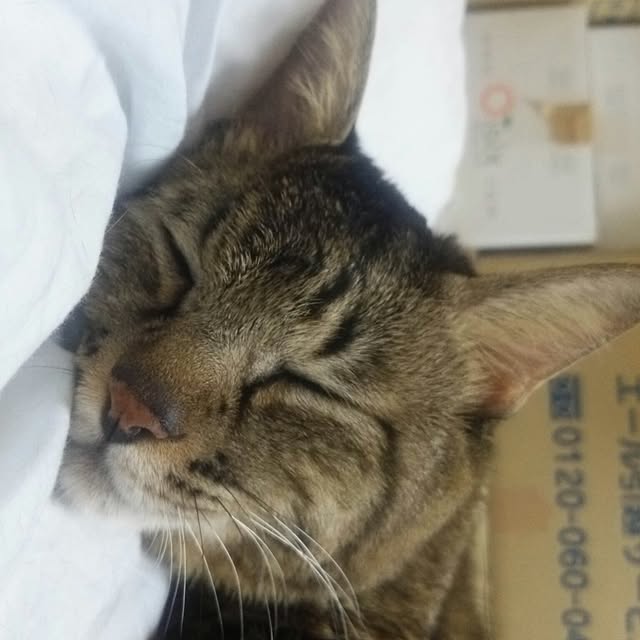kittenblueさんの実例写真