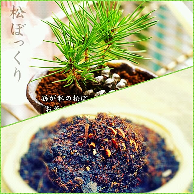 Little-Bambiさんの実例写真