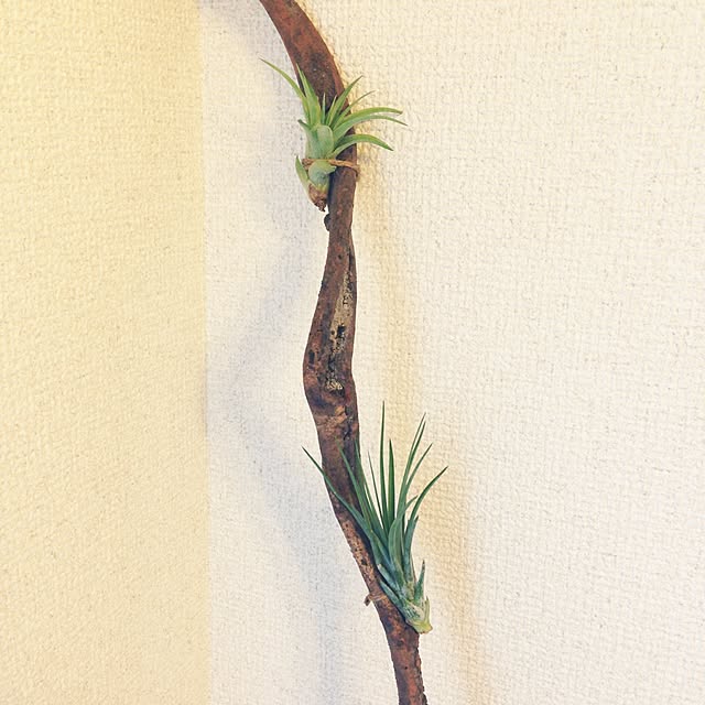 cocoyukoさんの実例写真