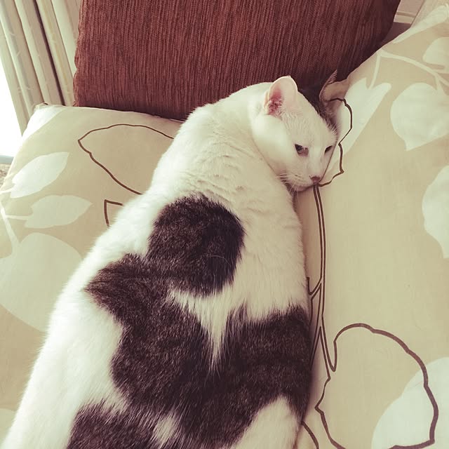 coedodecoさんの実例写真
