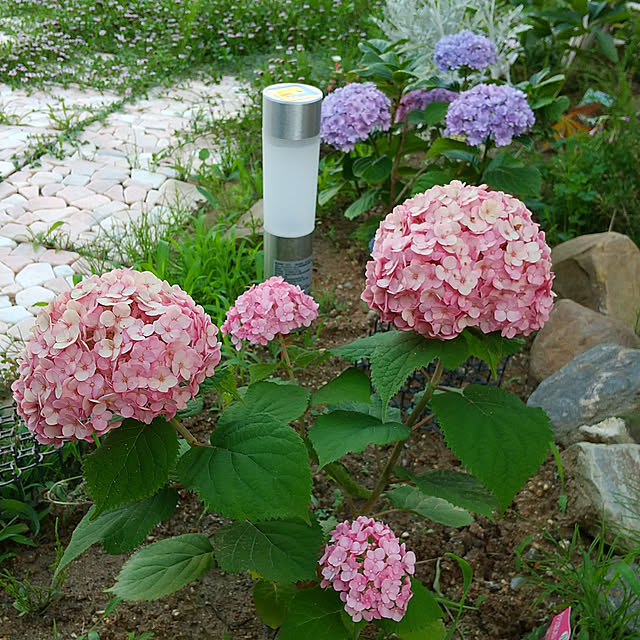 clover2018さんの実例写真