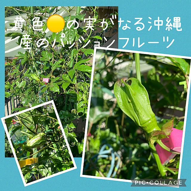 Aqettyさんの実例写真