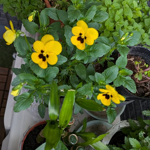 minnieさんの部屋