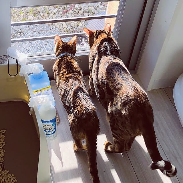 iranさんの実例写真