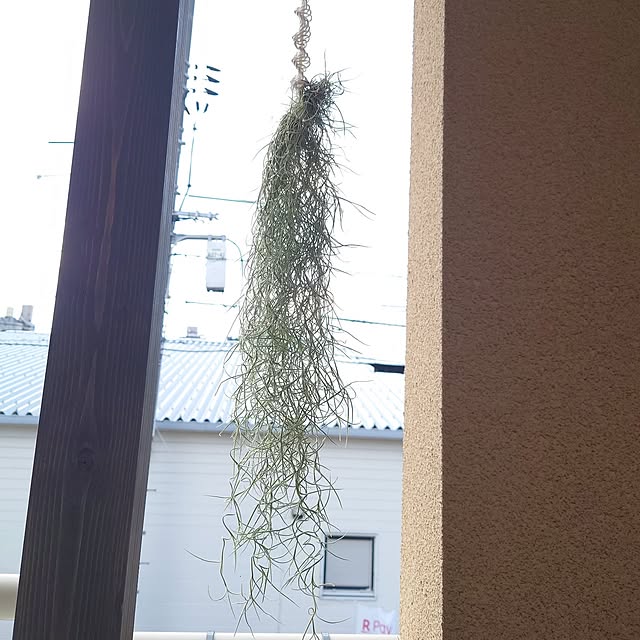 Pikakeさんの実例写真