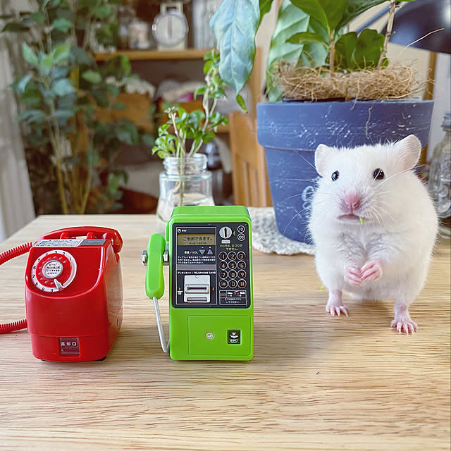 emiさんの実例写真