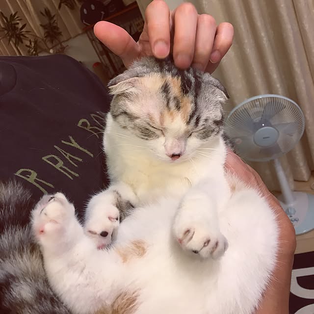 yokkochanさんの実例写真
