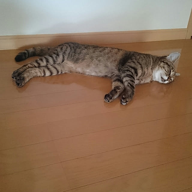 lilyさんの実例写真
