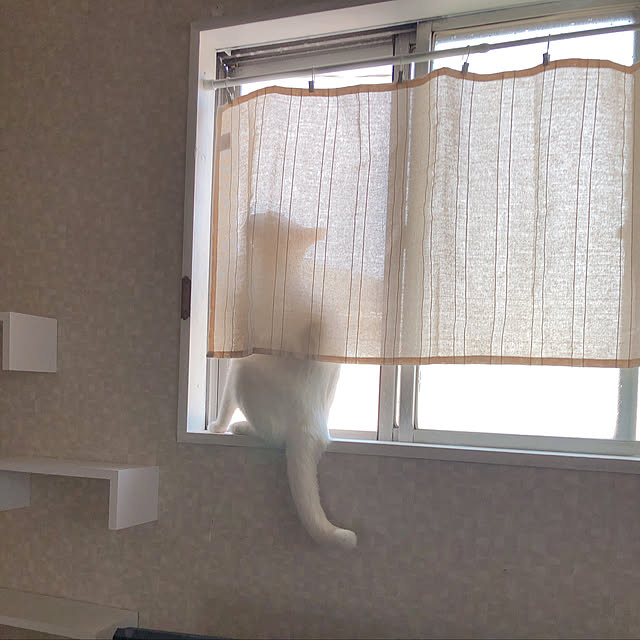 chi_catさんの実例写真