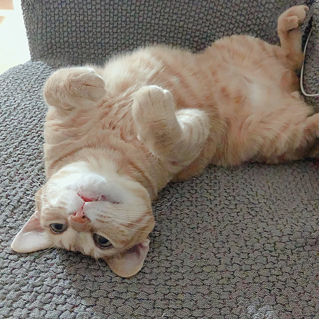 kinokoさんの実例写真