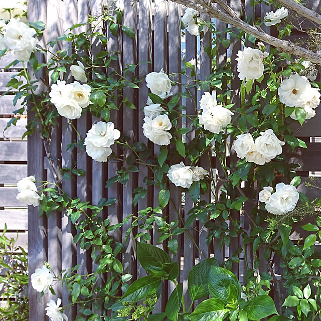 natuさんの実例写真