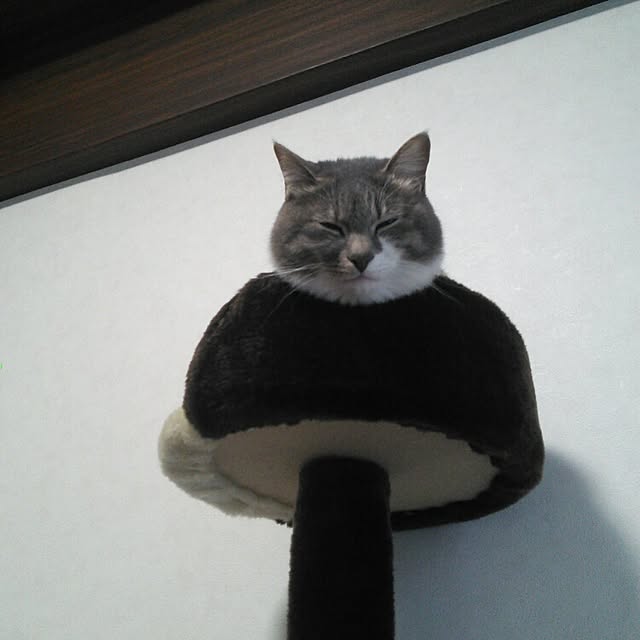lovepandaさんの実例写真