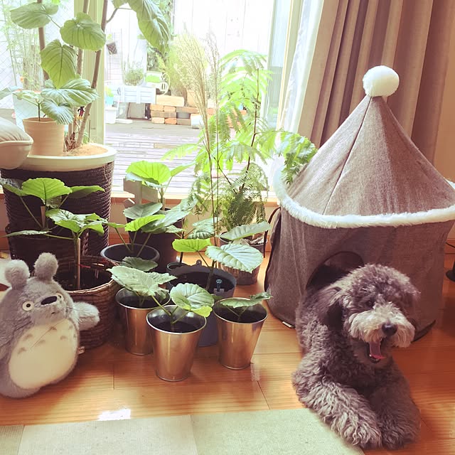 makoriさんの実例写真
