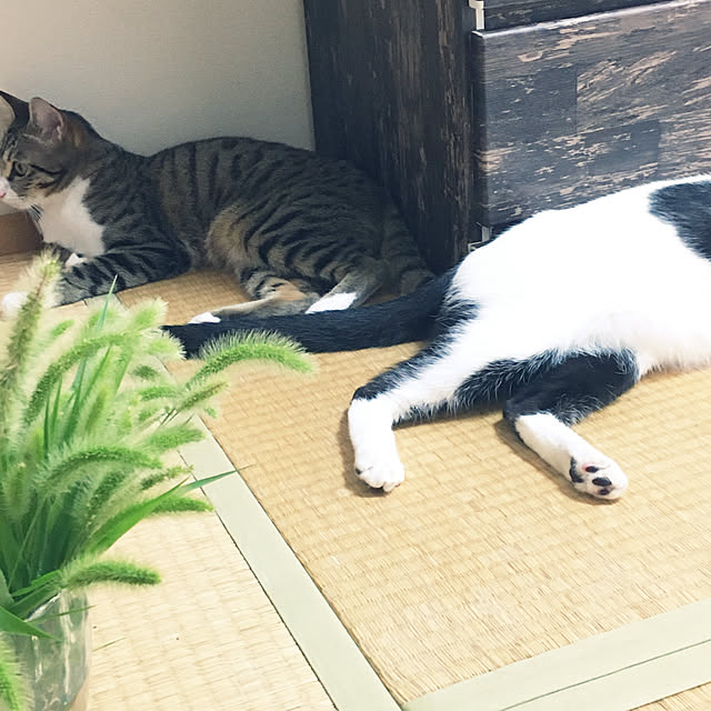 nobikoさんの実例写真