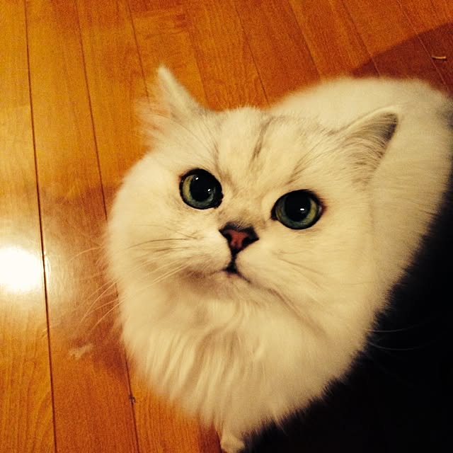 sakuさんの実例写真