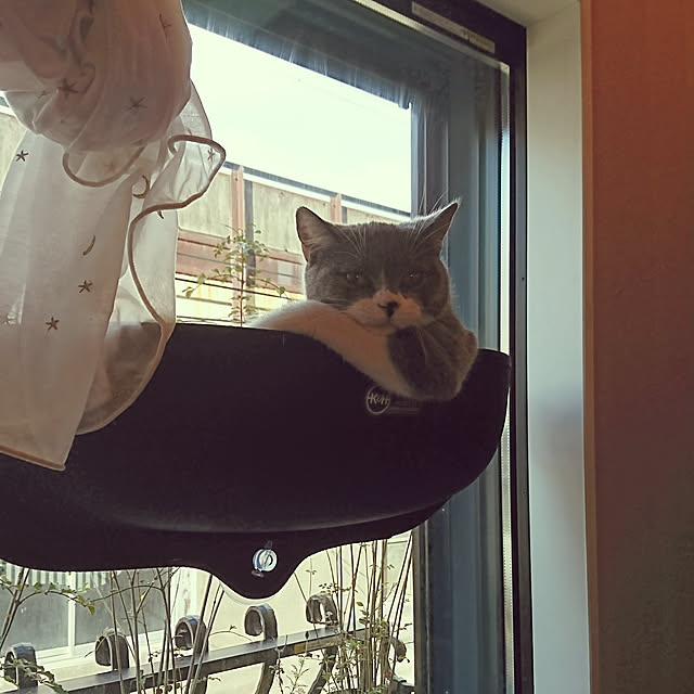 poniさんの実例写真
