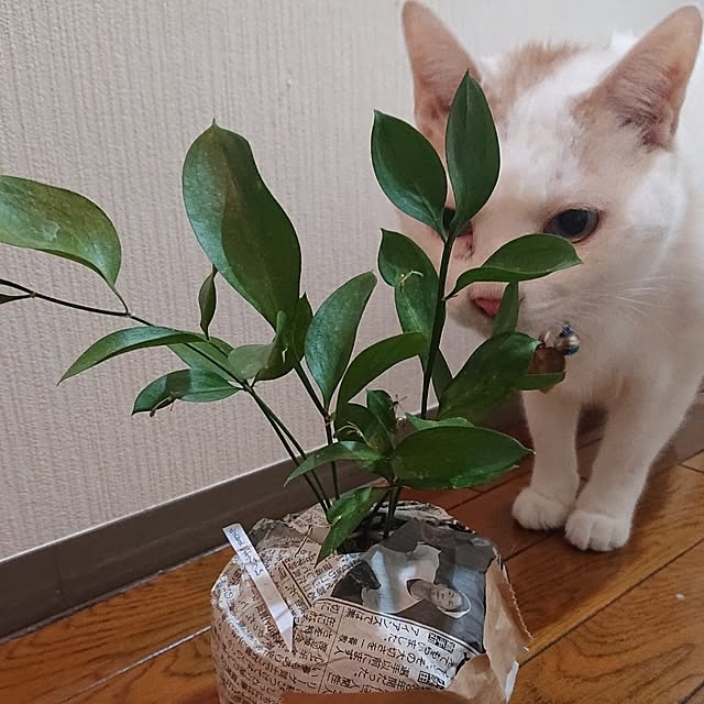 NOAHさんの部屋