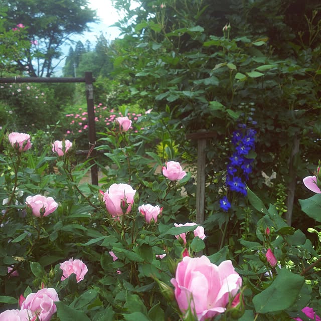 rumi888さんの実例写真