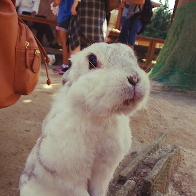 kamechanさんの実例写真