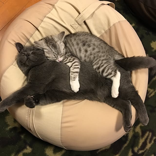 Shojiさんの実例写真